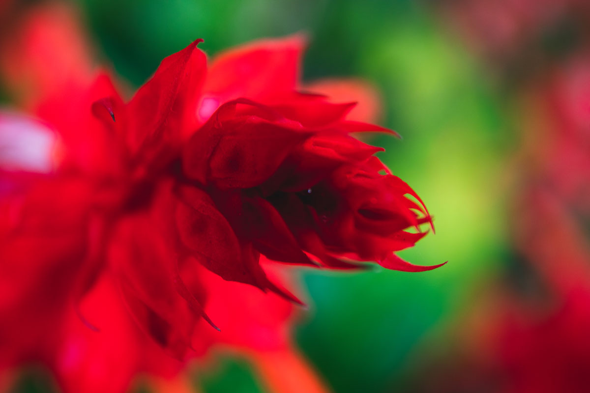 The amazing red flower