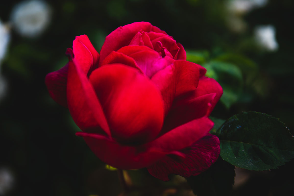 The beautiful red rose